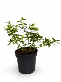 Dekoratyvinis krūmas, fortūno ožekšnis "Sunspot", vazonas 1,5 l.
