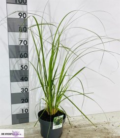 Žolinis augalas, kortaderija "Selloana", vazonėlio skersmuo 22 cm.