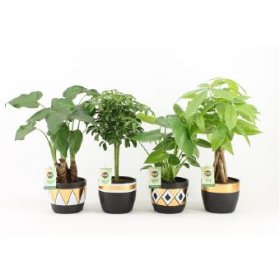 Kambarinis augalas, lapiniai augalai (įvairūs), keraminiame vazonėlyje, vazonėlio skersmuo 12 cm.