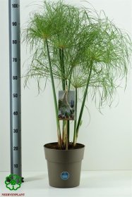 Kambarinis augalas, viksvuolė "Nofretete", vazonėlio skersmuo 21 cm.