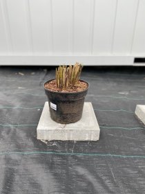 Žolinis augalas, miskantas "Punktchen", vazonėlio skersmuo 23 cm.