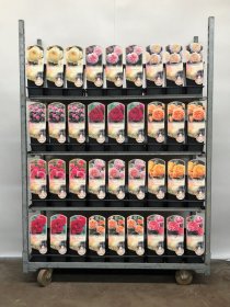 Daugiametė gėlė, rožė (David Austin), įvairios, vazonėlio skersmuo 19 cm.