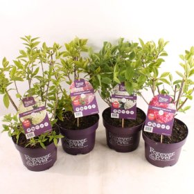 Dekoratyvinis krūmas, hortenzija šluotelinė "Forever&Ever", aukštis 30-40 cm., vazonas 5 l.