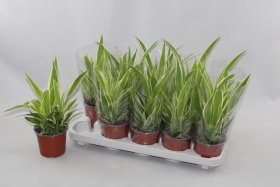 Kambarinis augalas, chlorofitas "Comosum", vazonėlio skersmuo 12 cm.