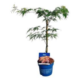 Dekoratyvinis medis, klevas "Ice Dragon" (Jack Frost), aukštis 40-50 cm., vazonas 3 l.