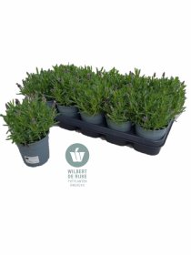 Daugiametė gėlė, levanda "Lovend Purp", vazonėlio skersmuo 12 cm.