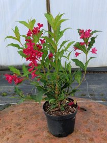 Dekoratyvinis krūmas, veigelė, vazonas 2,5 l.