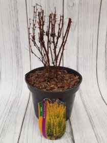 Dekoratyvinis krūmas, raugerškis tunbergo "Sunbeam", vazonas 3 l.