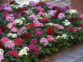 Vienmetė gėlė, pentas (Egipto žvaigždė), vazonėlio skersmuo 10 cm.