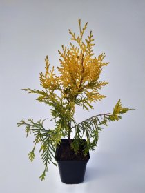 Spygliuotis, vakarinė tuja "Aurescens", aukštis 40-50 cm., vazonėlio skersmuo 9 cm.