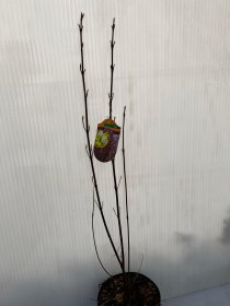 Dekoratyvinis krūmas, sedula baltoji, vazonas 3 l.