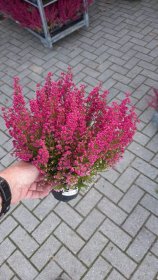 Vienmetė gėlė, grakščioji erika, vazonėlio skersmuo 11 cm.