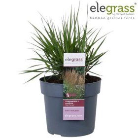 Žolinis augalas, lendrūnas "Karl Foerster", vazonėlio skersmuo 19 cm.