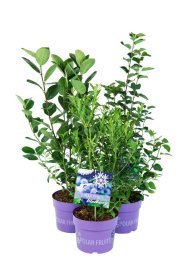 Vaiskrūmis, šilauogė "Polar fruits", vazonas 5 l.