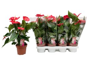 Kambarinis augalas, anturis "California", vazonėlio skersmuo 14 cm.