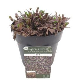 Alpinariumo augalas, kiliminis "Family black", vazonėlio skersmuo 13 cm.