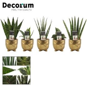 Kambarinis augalas, sansevjera (įvairūs), metaliniame vazonėlyje, vazonėlio skersmuo 6 cm.