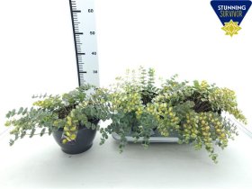 Alpinariumo augalas, šilokas "Mediovarieg", vazonėlio skersmuo 25 cm.