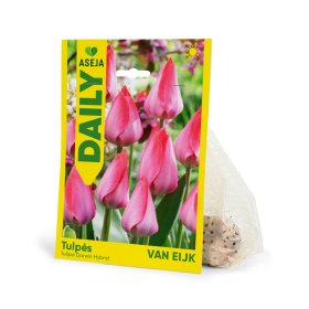 Darvino hibridinių tulpių Van Eijk svogūnėliai ASEJA DAILY, 3 vnt., 10/11, 84060810, (R)
