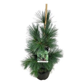 Spygliuotis, pušis lanksčioji "Vanderwolf"s Pyramid", aukštis 40-50 cm., vazonas 7,5 l.