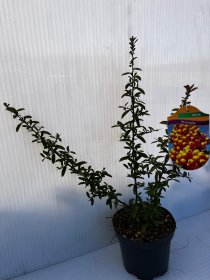 Dekoratyvinis krūmas, dyglainė raudonvaisė "Soleil d'or", vazonas 2 l.