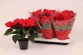 Kambarinis augalas, puansetija "Christmas Eve", vazonėlio skersmuo 14 cm.