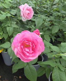 Daugiametė gėlė, rožė, vazono skersmuo 19 cm