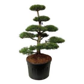 Spygliuotis, pušis paprastoji (bonsai), aukštis 125-150 cm., vazonas 230 l.