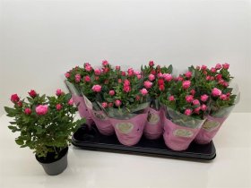 Daugiametė gėlė, rožė "Charming Star", vazonėlio skersmuo 11 cm.