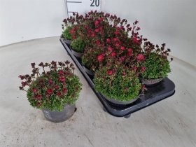 Alpinariumo augalas, uolaskėlė, raudonos sp., vazonėlio skersmuo 13 cm.