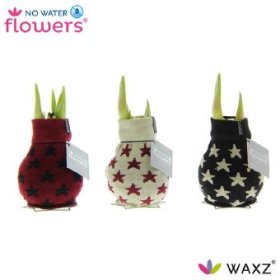 Kambarinis augalas, amarilis aplietas vašku, trikotaže, aukštis 15 cm.