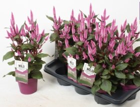 Vienmetė gėlė, celiozija "Wild Pink", vazonėlio skersmuo 14 cm.
