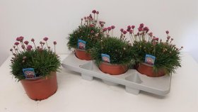 Alpinariumo augalas, gvaizdė pajūrinė, vazono skersmuo 19 cm.