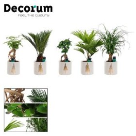 Kambarinis augalas, lapiniai augalai (įvairūs), keraminiame vazonėlyje, vazonėlio skersmuo 12 cm.