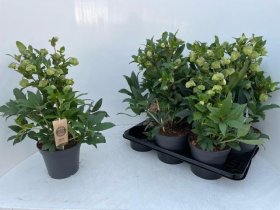 Daugiametė gėlė, eleboras "Winterbells", vazonėlio skersmuo 17 cm.