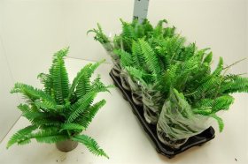 Kambarinis augalas, papartis, vazonėlio skersmuo 12 cm.