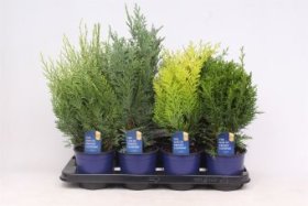 Spygliuotis, puskiparisis, vazonėlio skersmuo 13 cm.