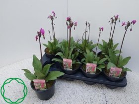 Daugiametė gėlė, tikroji dvylikadeivė, vazonėlio skersmuo 13 cm.