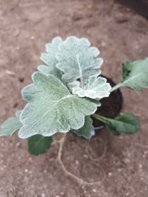 Vienmetė gėlė, žilė "Silver Dust", vazonėlio skersmuo 10 cm.