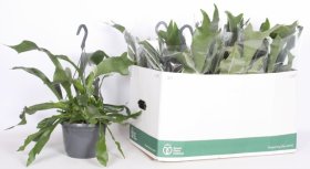 Kambarinis augalas, katilėlis, vazonėlio skersmuo 17 cm.