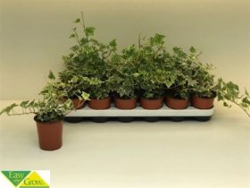 Kambarinis augalas, gebenė, vazonėlio skersmuo 9 cm.