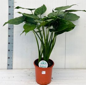 Kambarinis augalas, alokazija "Cucullata", vazonėlio skersmuo 24 cm.