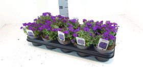 Alpinariumo augalas, aubretė, vazonėlio skersmuo 12 cm.