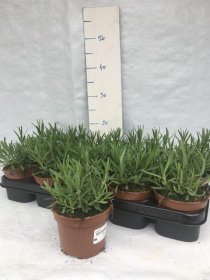 Daugiametė gėlė, levanda "Hidcote", vazonėlio skersmuo 12 cm.