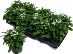 Vienmetė gėlė, neužmirštuolė "White", vazonėlio skersmuo 11 cm.