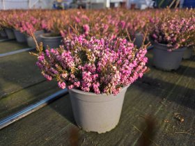 Vienmetė gėlė, erika, vazonėlio skersmuo 15 cm.