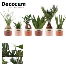 Kambarinis augalas, lapiniai augalai (įvairūs), keraminiame vazonėlyje, vazonėlio skersmuo 6 cm.