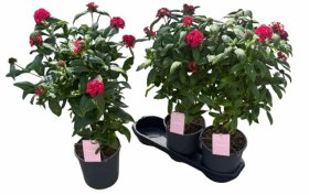 Vienmetė gėlė, pentas (Egipto žvaigždė), ant stiebo, vazonėlio skersmuo 19 cm.