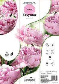 Daugiametė gėlė, puikusis bijūnas "Ursynów", kartoninė tūtelė