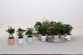 Kambarinis augalas, įvairūs lapiniai augalai, vazonėlio skersmuo 6 cm.